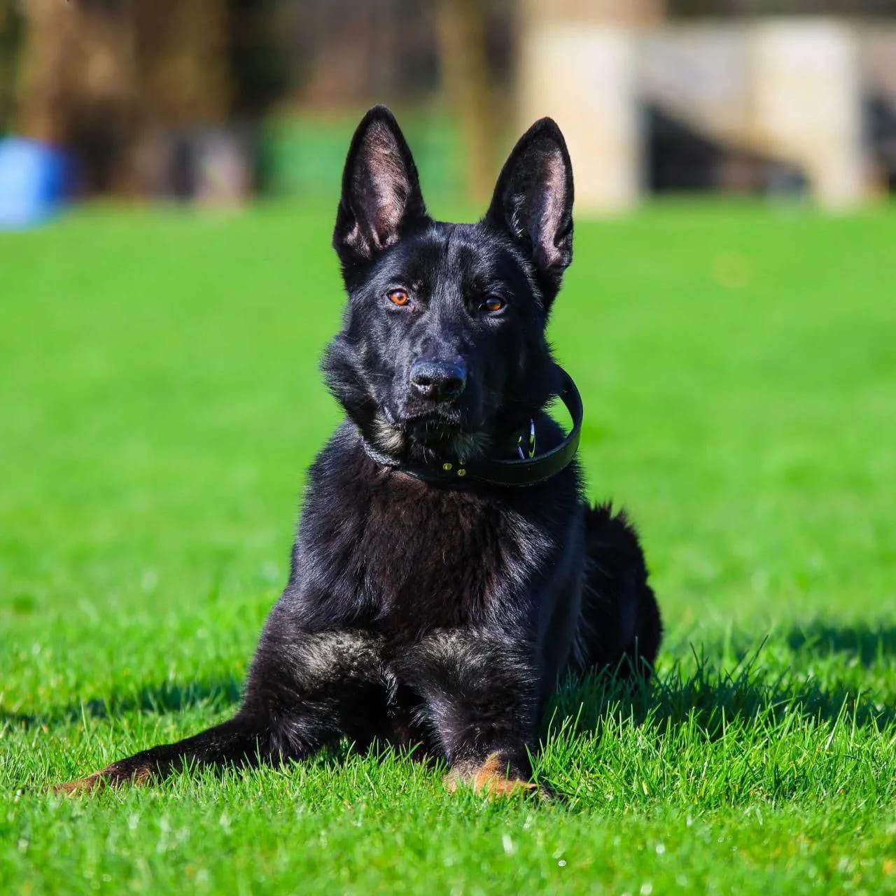 Therapy & Assistance Dogs