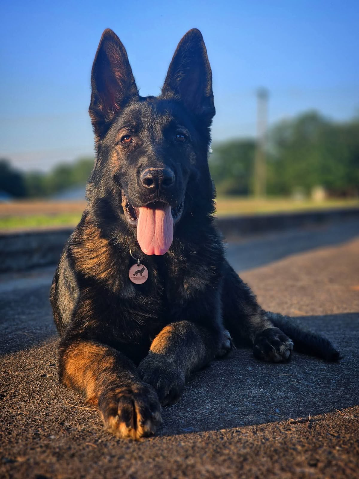 German Shepherd protection dog trained by Harlow Dog Trainer